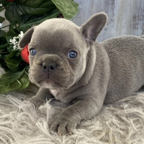 Mnnliche und weibliche franzsische Bulldoggenwelpen verfgbar.