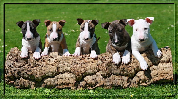 Mniature Bullterrier Welpen abzugeben