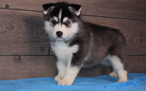 Netter entzckender Husky Siberian Welpen