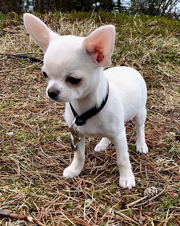 Chihuahua-Welpen zur Adoption