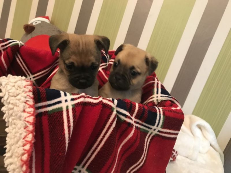 Babys Mops welpen mnnlich und weiblich Flieder
