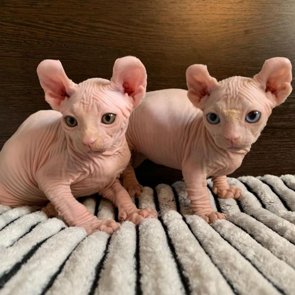 Haarloses Sphinxktzchen (Sphynx)