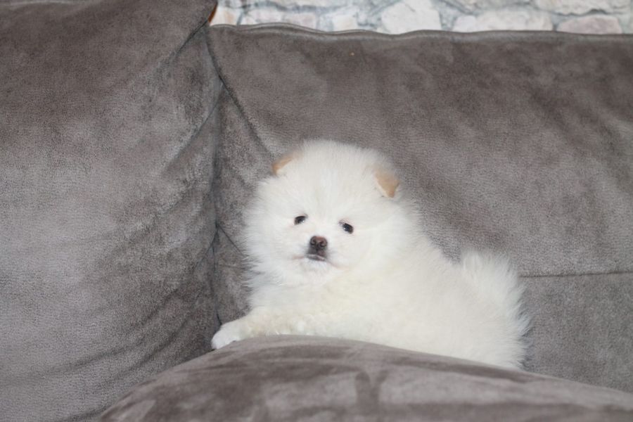 Pomeranian Zwergspitz schnes Welpenmdchen