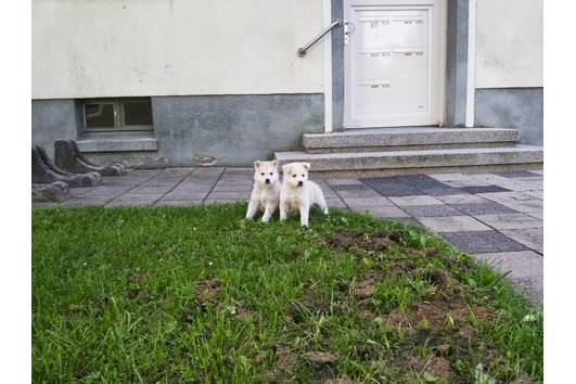 Siberian husky