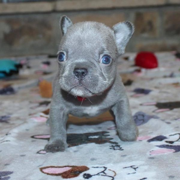 Qualitt schn Franzsische Bulldoggen Welpen zu verkaufen