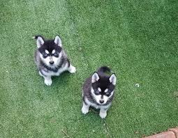 Se reinrassige pomsky welpen 
