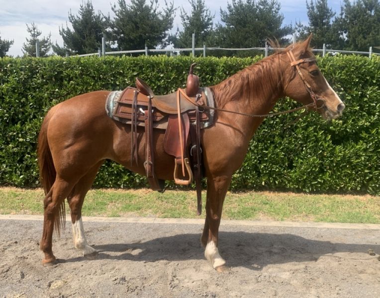 Quarter Horse Stute Sorrel 2019 o.Papier leicht angeritten