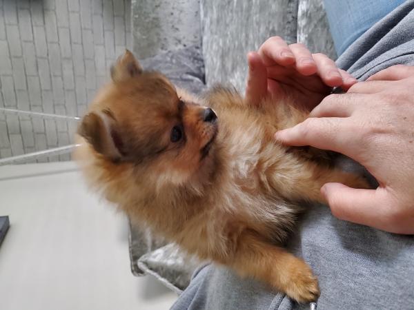 Pomeranian Zwergspitz Welpen suchen ein neues Zuhause