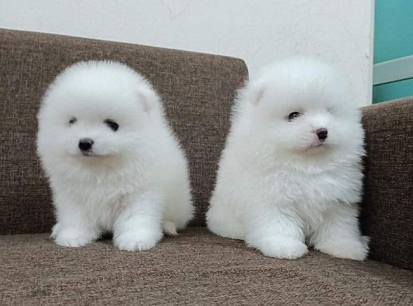 3 Wunderschne Mini Pomeranian/Zwergspitz welpen