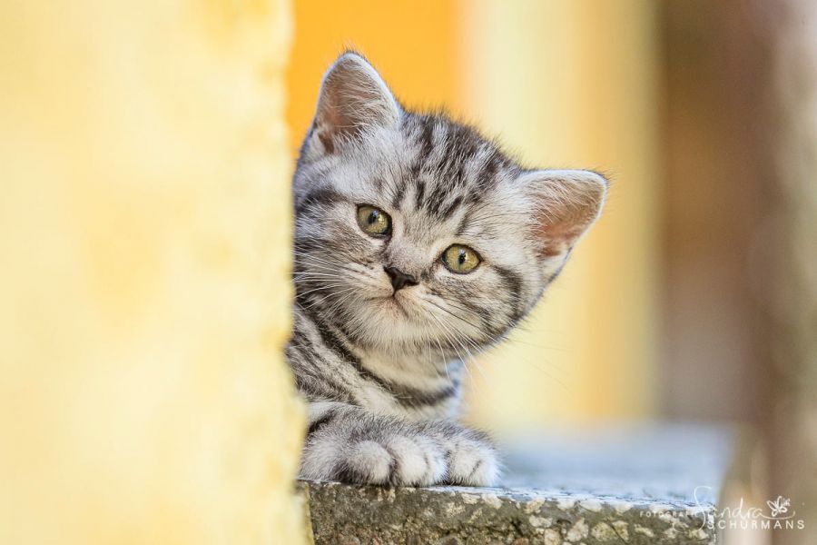 Brchen in Tabby, Schwarz und Colourpoint suchen nach geeignetem Adoptiveltern! 