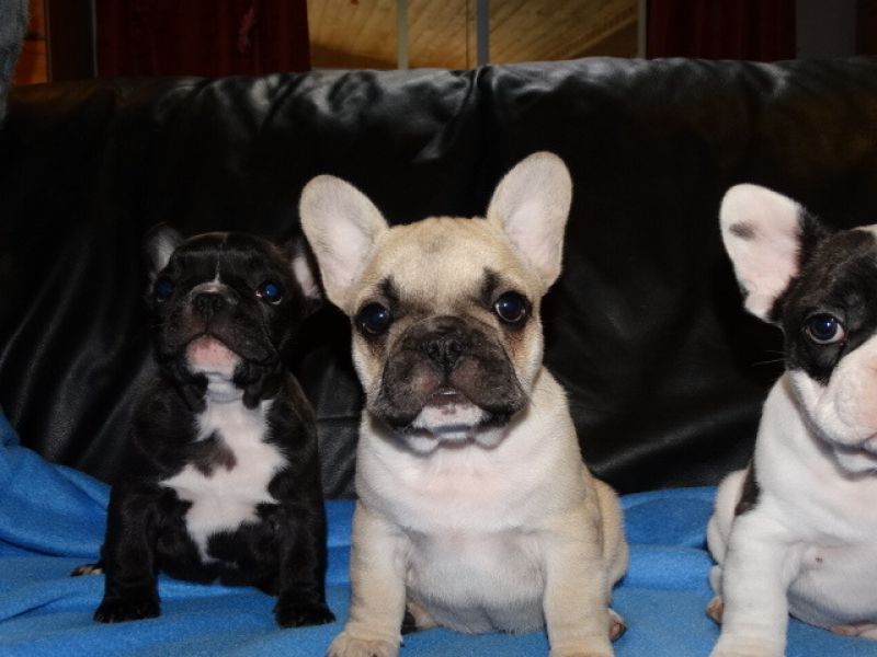 Super Ser kleiner Franzsische Bulldogge Rde ( Braun/Schwarz )