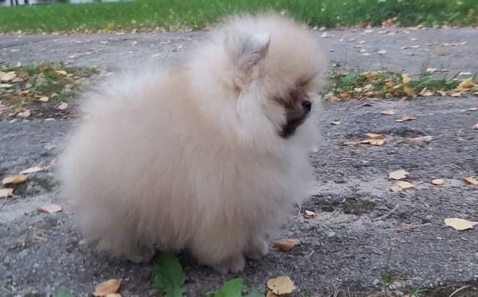 Pomeranian Spitzwelpe