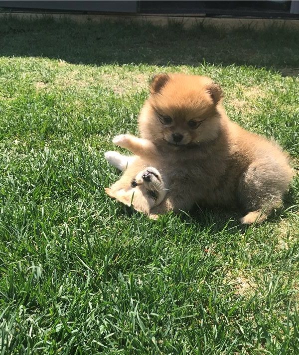 Zwergspitz (Pomeranian) Welpen