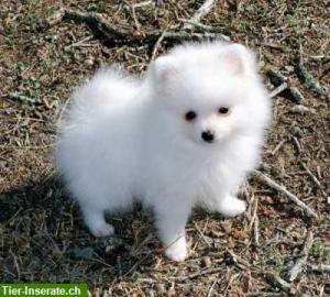 Zwergspitz (Pomeranian) Welpen 