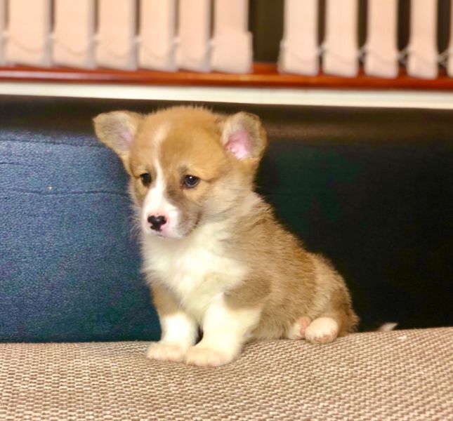 Welsh Corgi Pembroke Welpen zu verkaufen